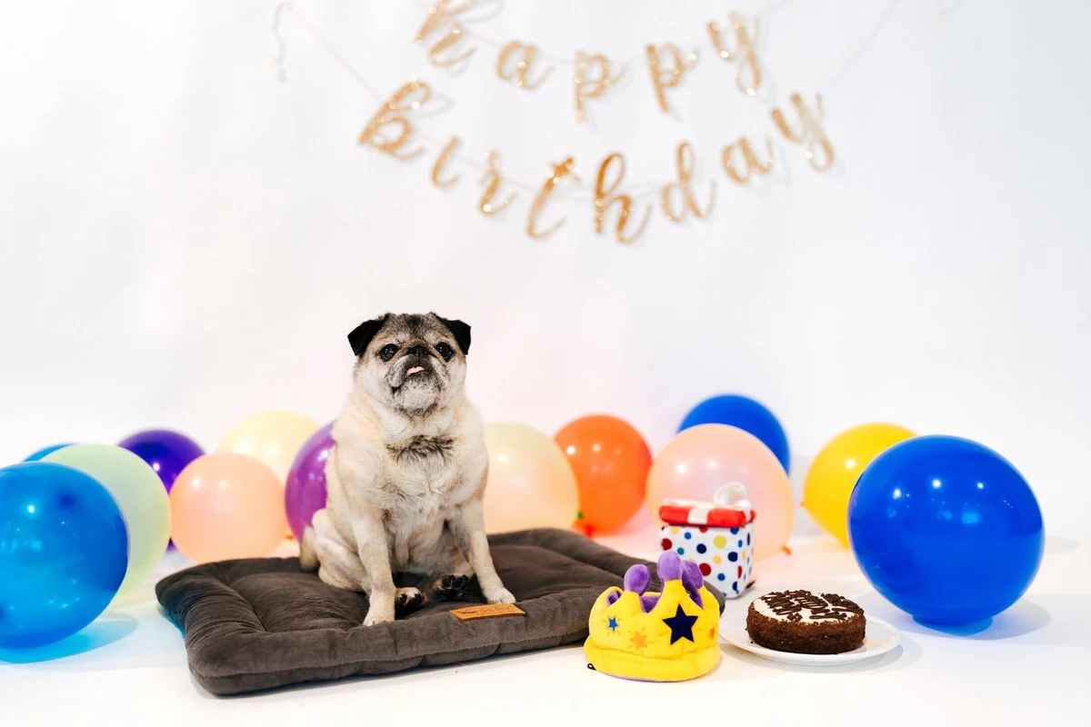 Momo the Pug Turns 15! – Play Pet Brands