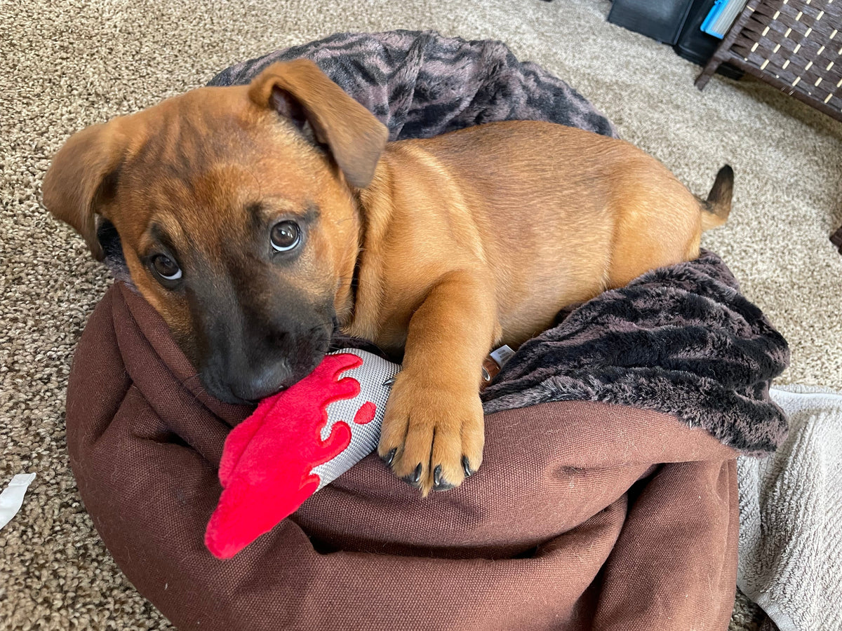 Must-Have Products for New Puppy Parents – Play Pet Brands