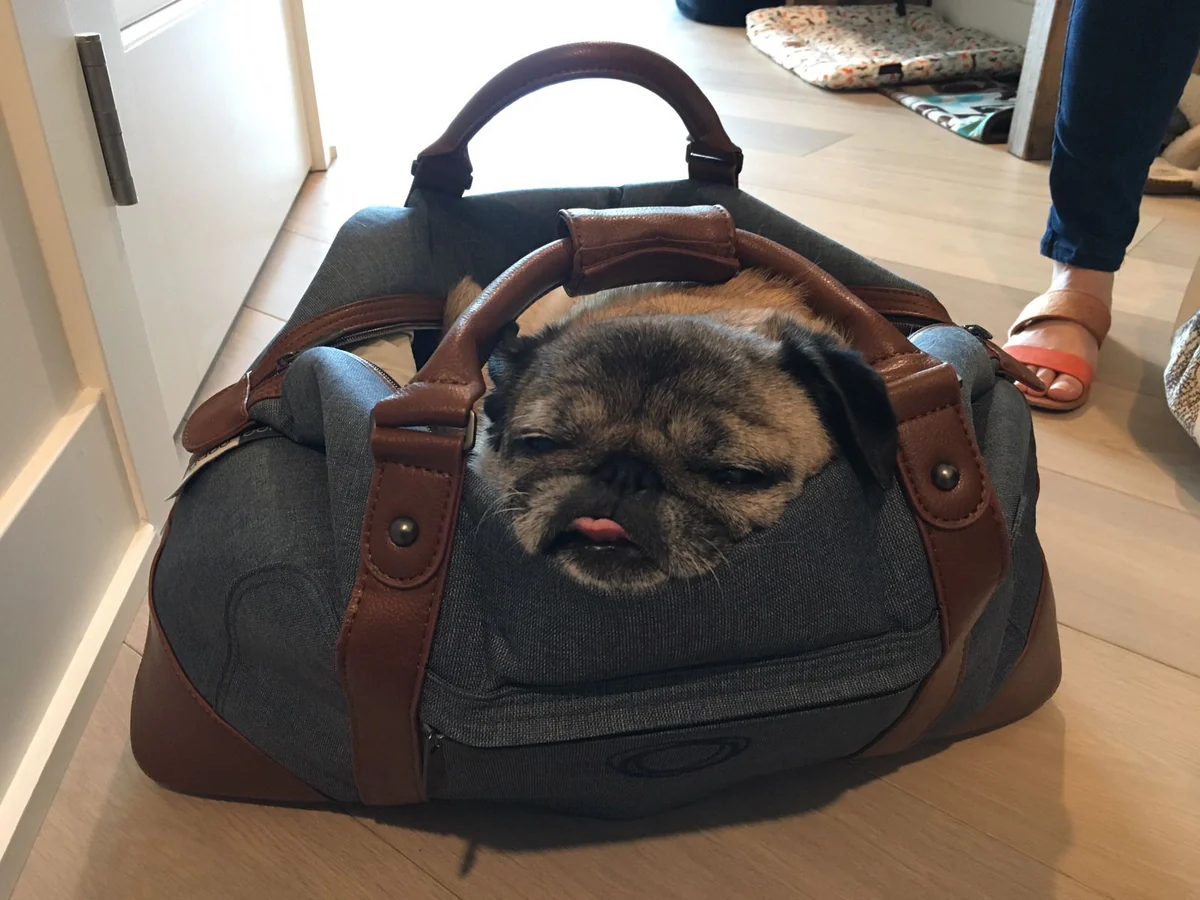 Meet the Squad that Boosts Workplace Cul – Play Pet Brands