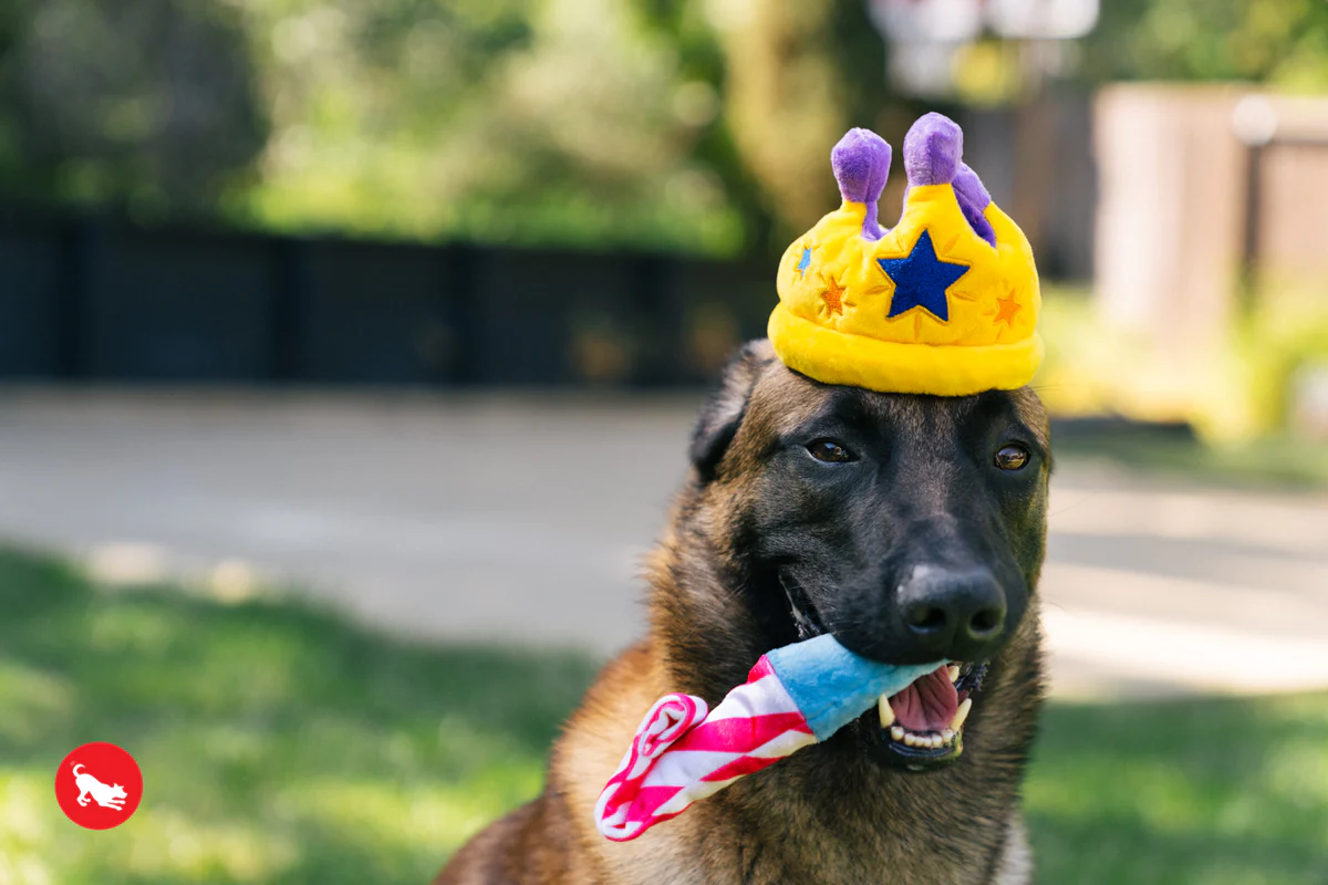 Top Pet-Friendly Ideas to Celebrate New Year’s Eve with Your Dog – Play Pet Brands