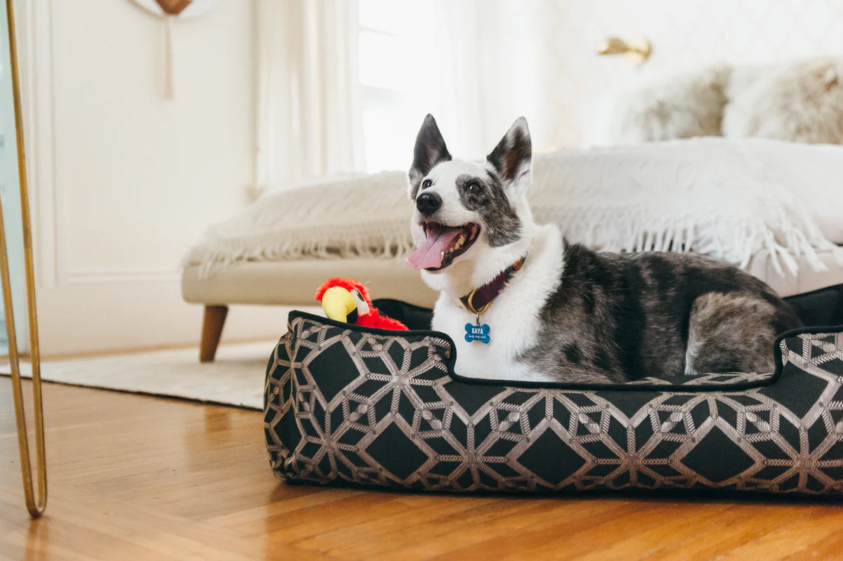 Recovering from Surgery? 8 Tips to Make Crate Rest Bearable – Play Pet Brands