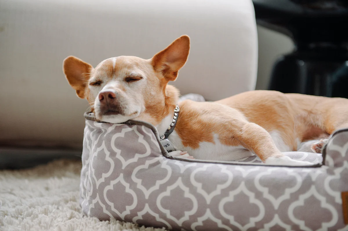 How to Find the Best Dog Bed – Play Pet Brands