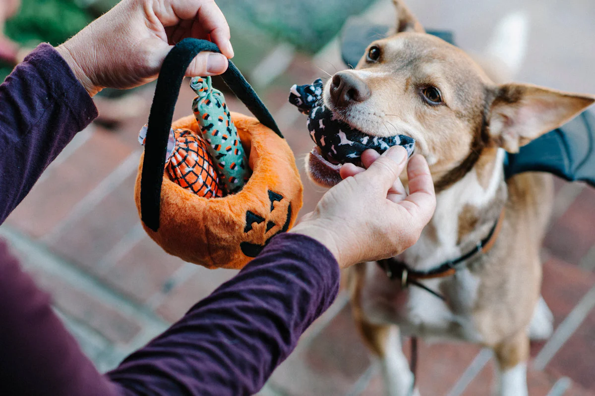 Spooky & Silly Fun for Dogs and Cats – Play Pet Brands