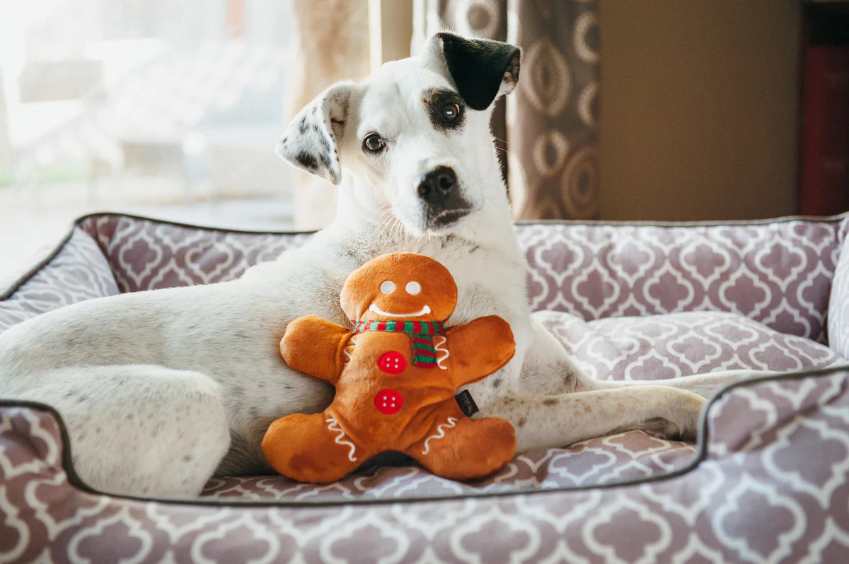 The Ultimate Pet Gift Guide – Play Pet Brands