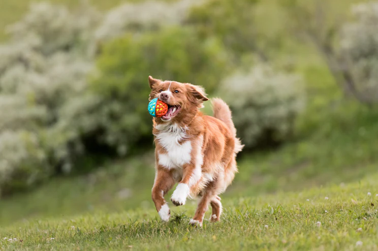 3 Fun Outdoor Activities for Your Pet Throughout – Play Pet Brands