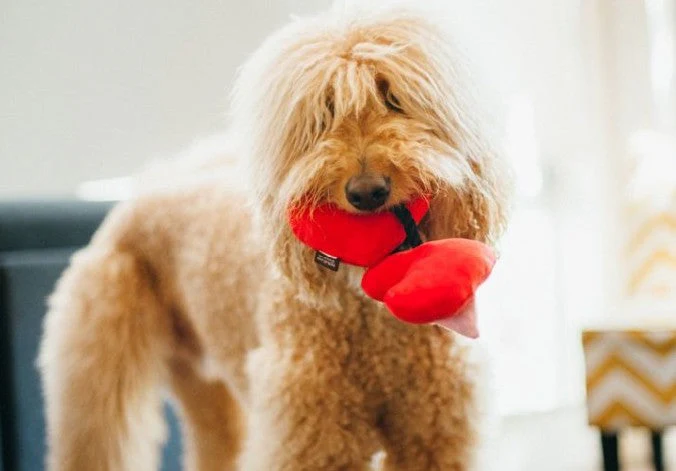 Celebrate Valentine’s Day with Your Beloved Pet! – Play Pet Brands