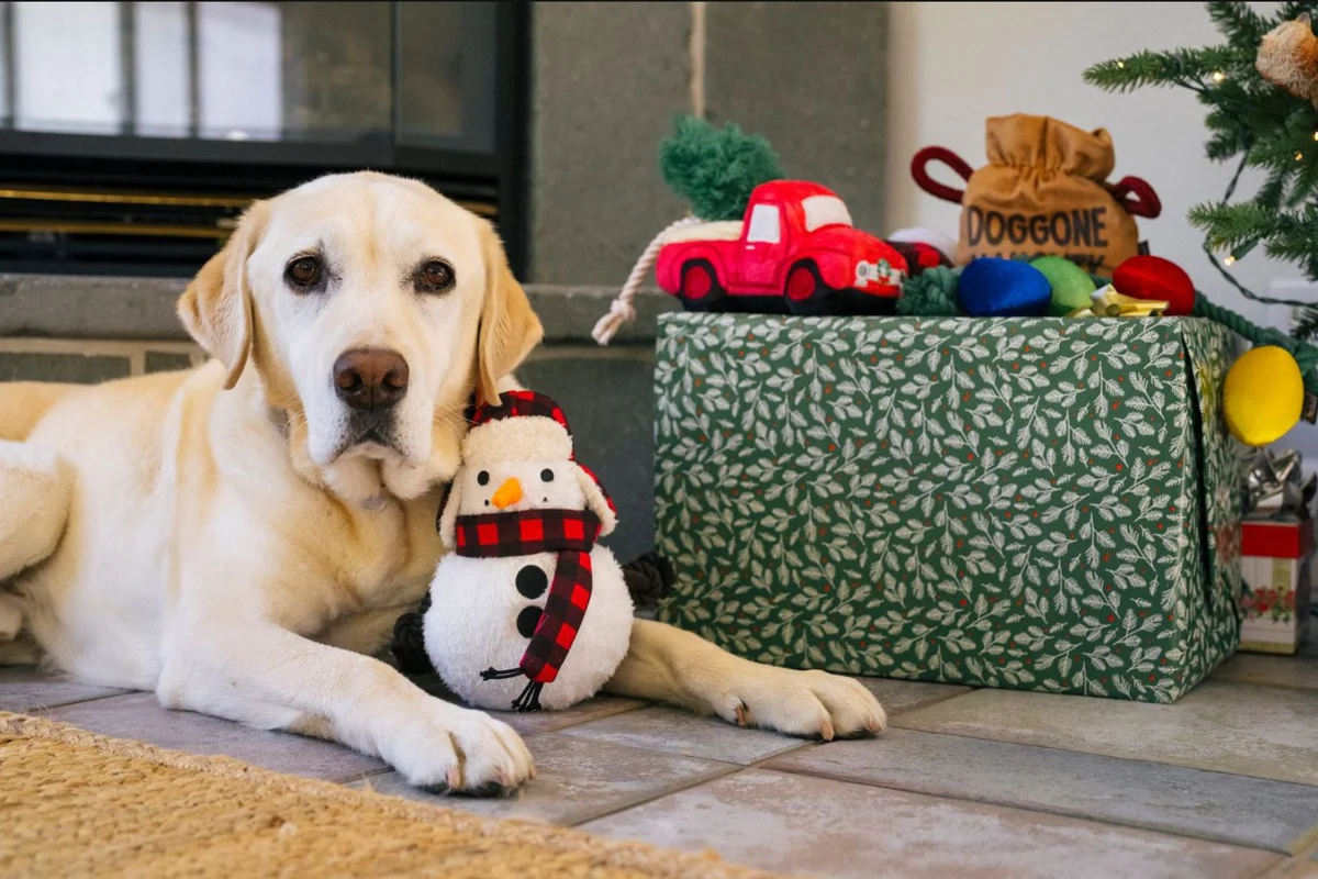 Your Ultimate Pet Gift Guide fo – Play Pet Brands