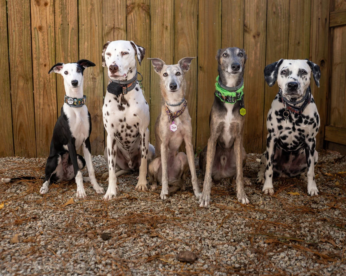 How to Encourage Calm Greetings W – Play Pet Brands