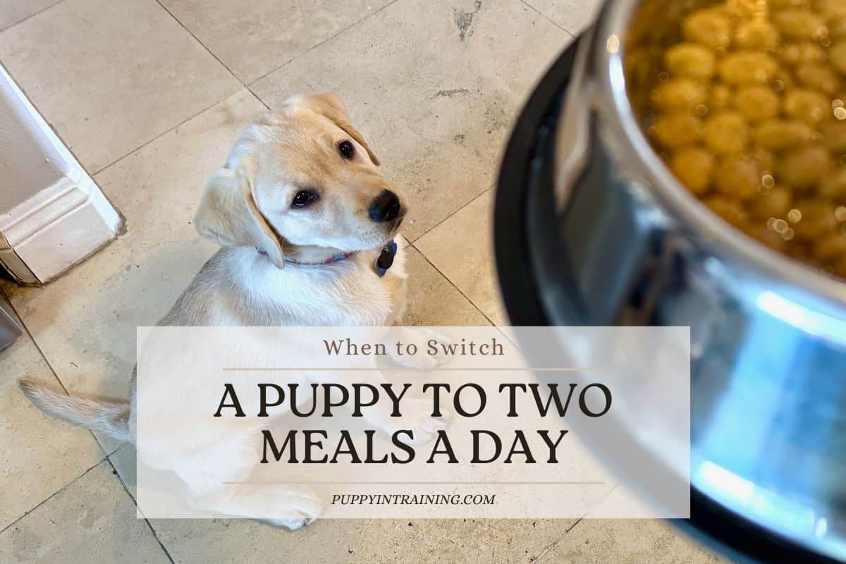 When To Switch A Puppy To Two Meals A Day – Feeding Guide