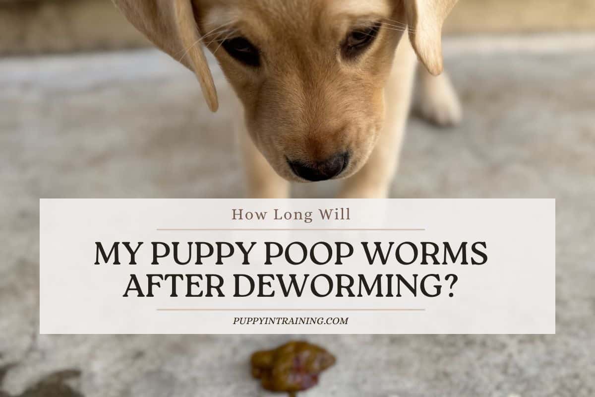 How Long Will My Puppy Poop Worms After Deworming?