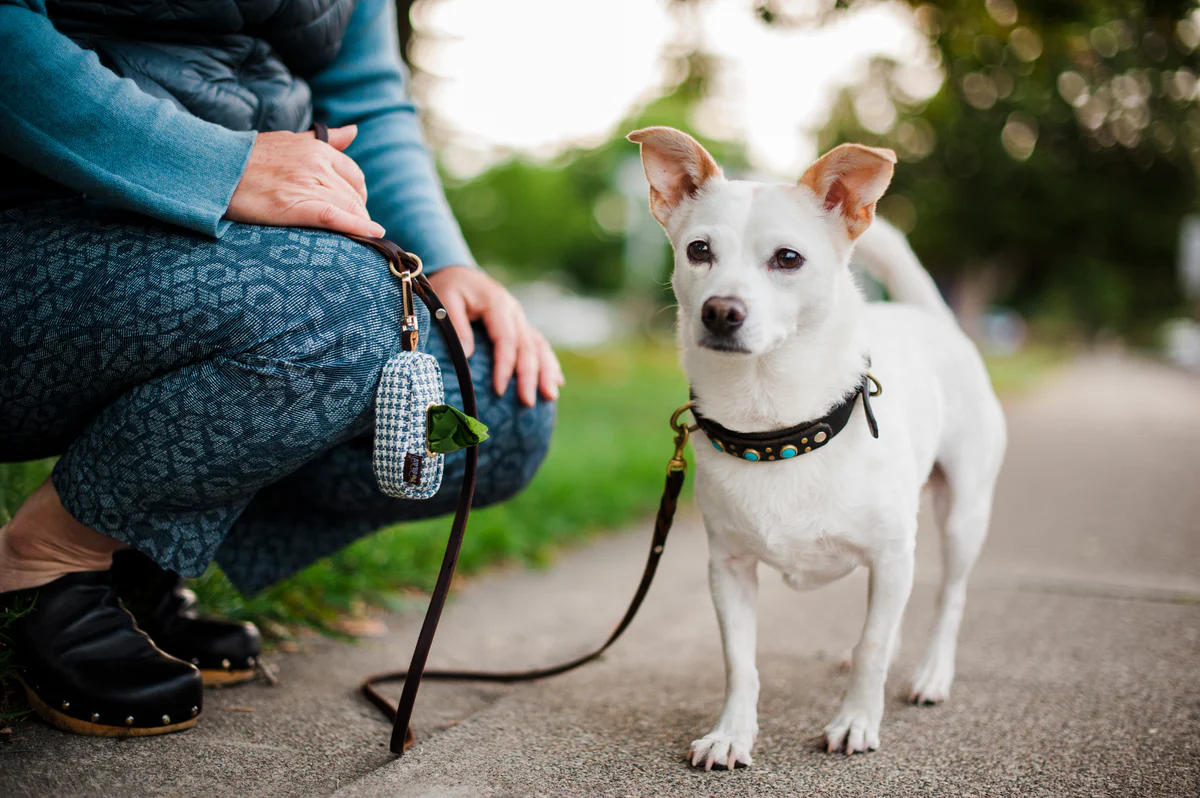 Exploring the Hidden Health Perks of Walking Your Dog – Play Pet Brands
