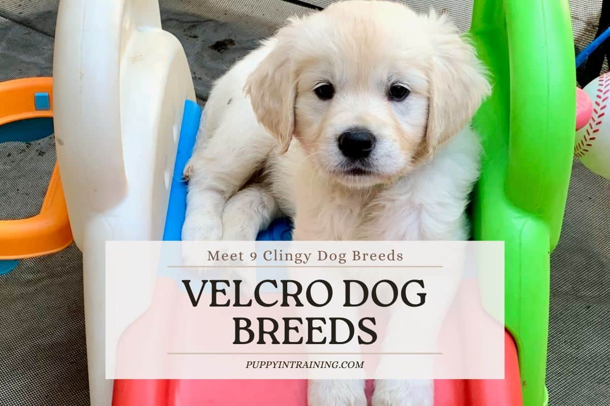 Velcro Dog Breeds – Meet 9 Super Clingy Dog Breeds
